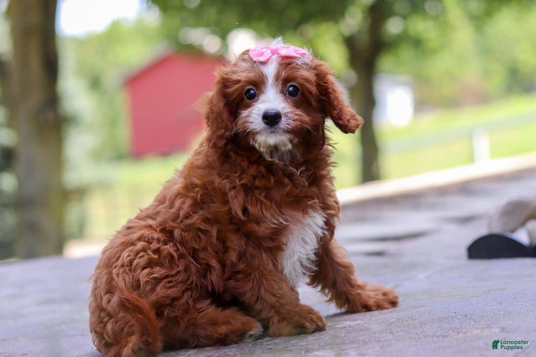 Cavapoo dogs for sale: Levy - Image 3