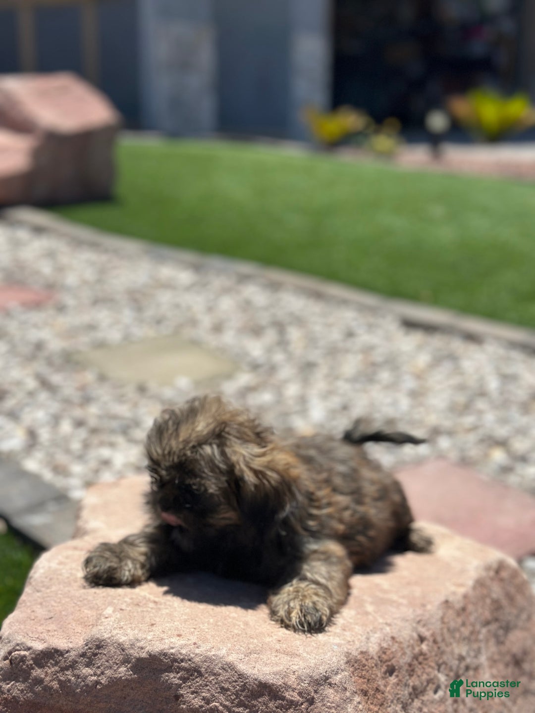 Shih Tzu dogs for sale: Ginger - Image 4