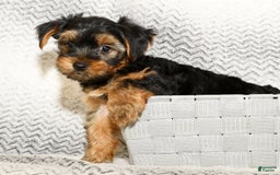Yorkshire Terrier dogs for sale: Connor - Image 5