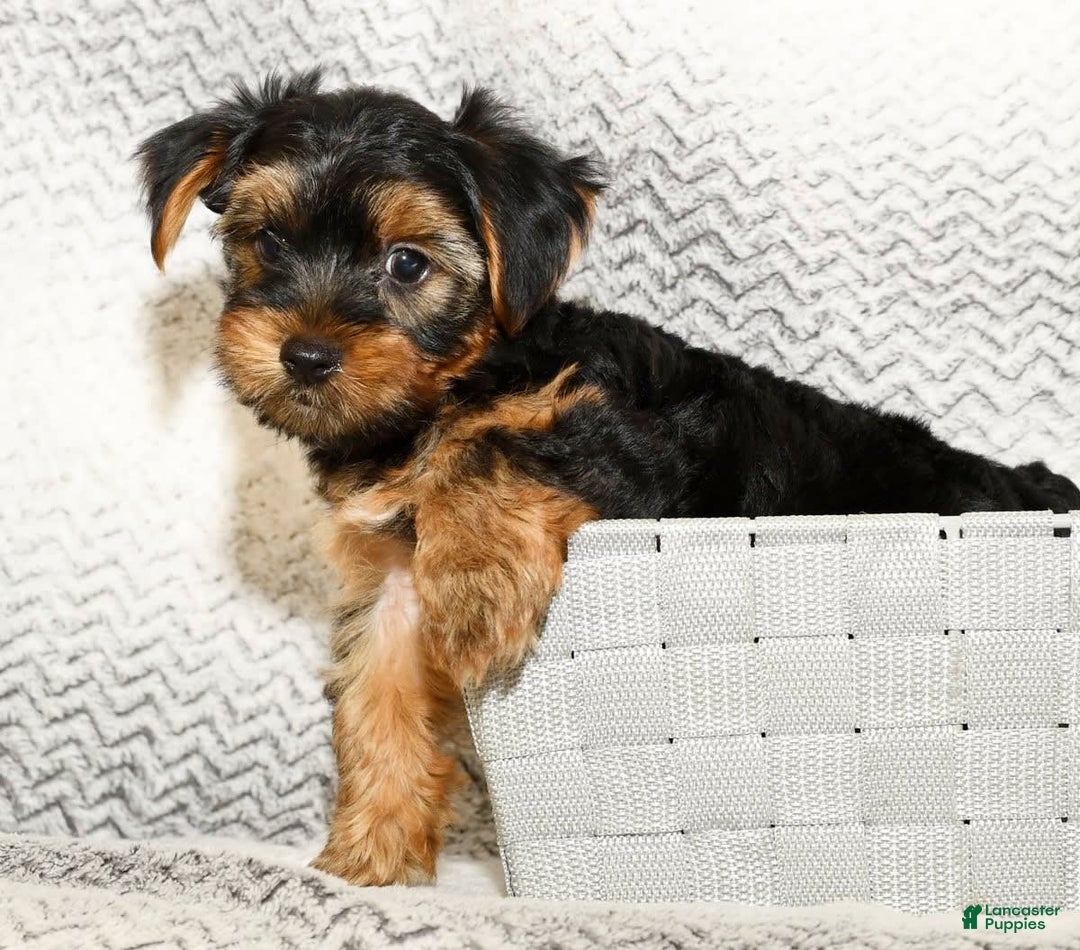 Yorkshire Terrier dogs for sale: Connor - Image 5