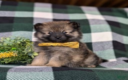 Pomeranian dogs for sale: Kegan - Image 8