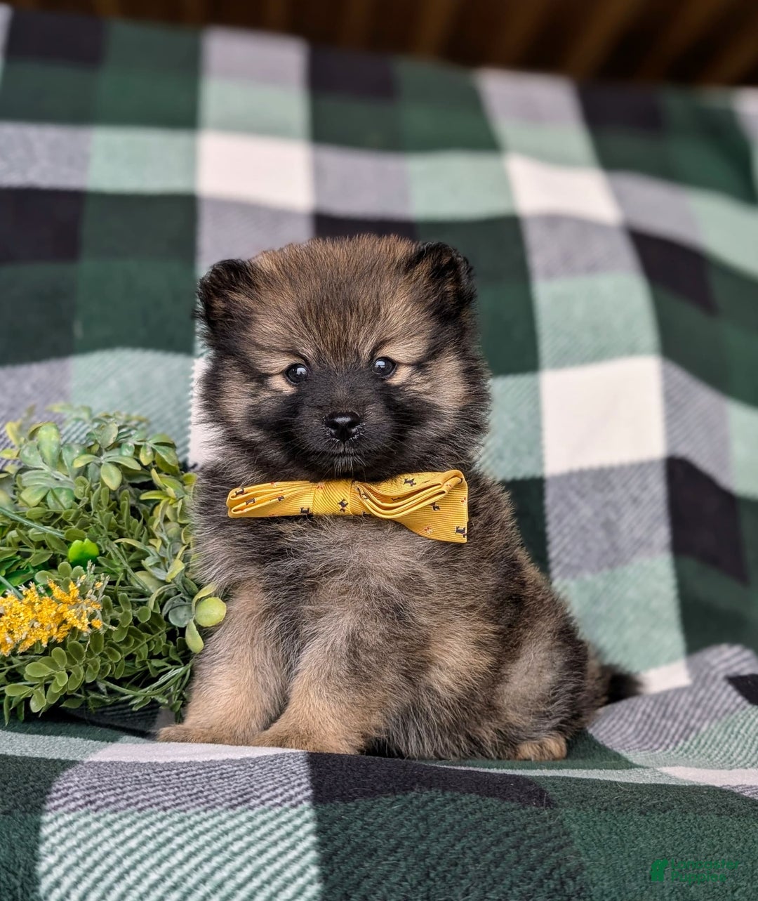 Pomeranian dogs for sale: Kegan - Image 8