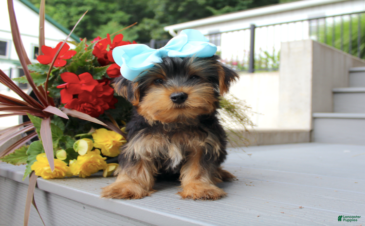 Yorkshire Terrier dogs for sale - Ad 1