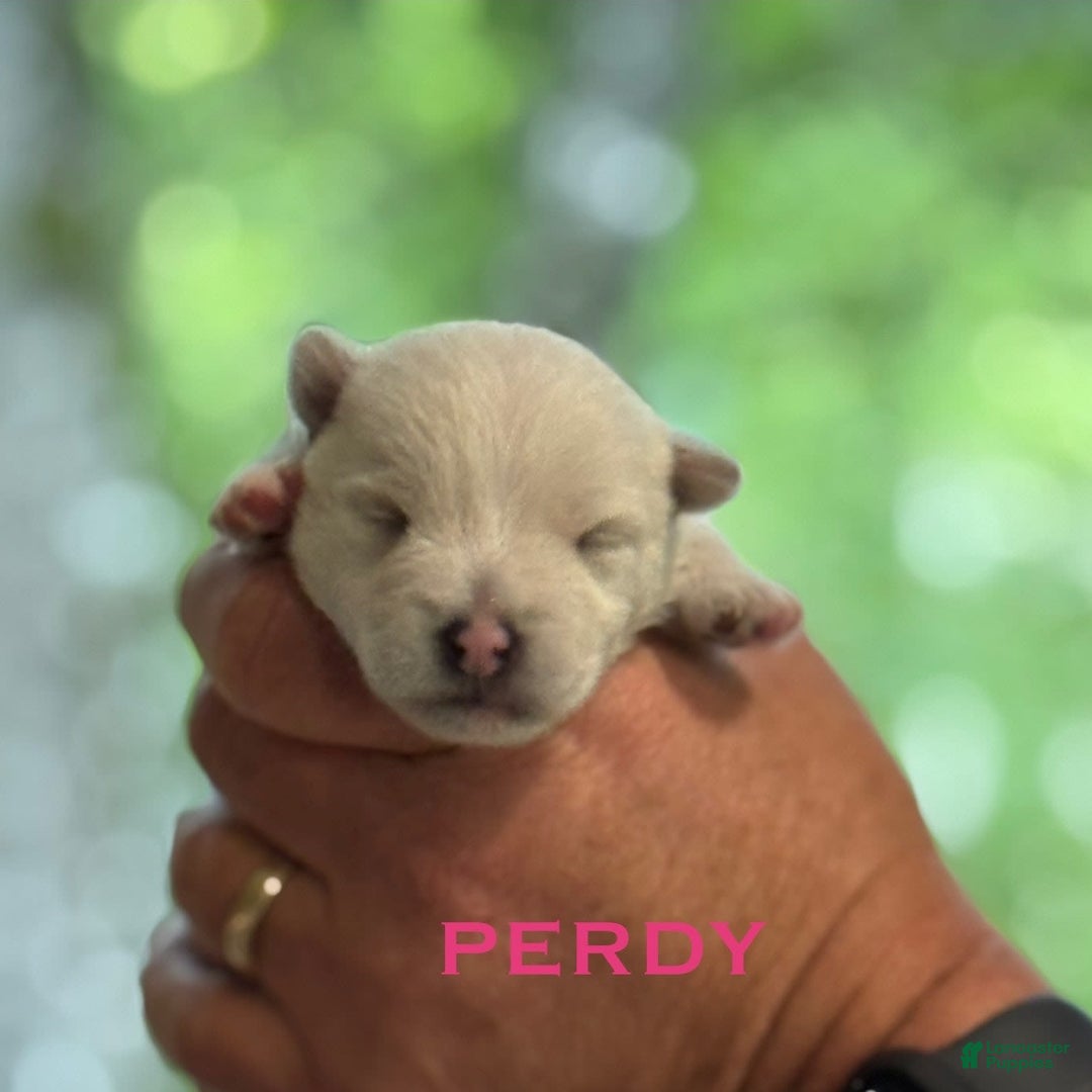 West Highland Terrier dogs for sale: Perdy - Image 2
