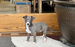 Italian Greyhound dogs for sale: Donny - Image 8