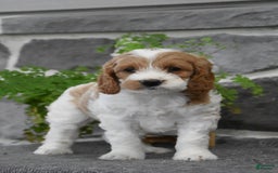 Cockapoo dogs for sale: Shannon - Image 1