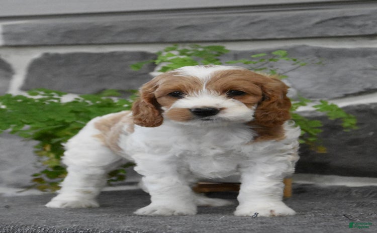 Cockapoo dogs for sale - Ad 5