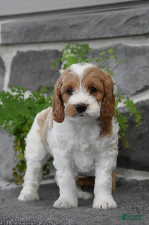 Cockapoo dogs for sale - Ad 5