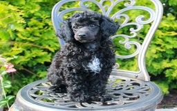 Miniature Poodle dogs for sale: Starlight - Image 5