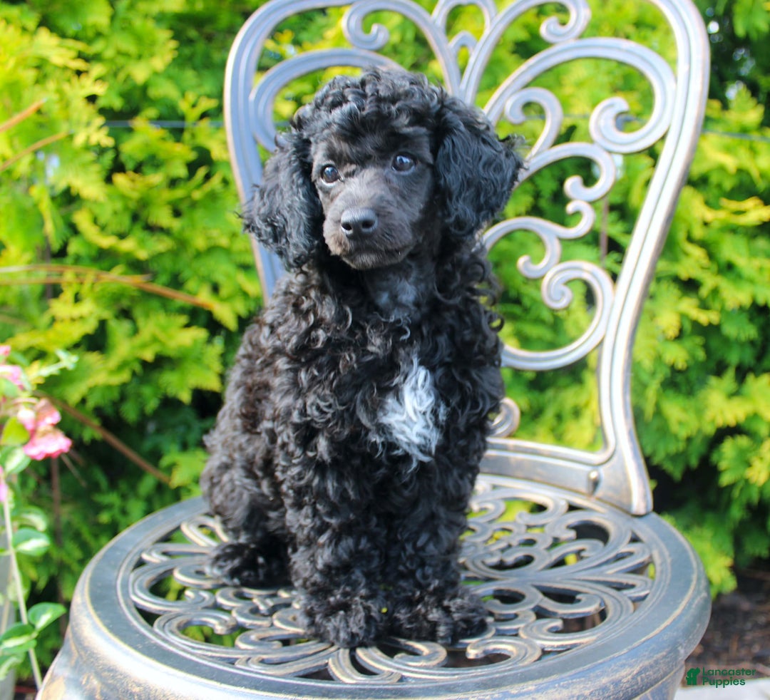 Miniature Poodle dogs for sale: Starlight - Image 5