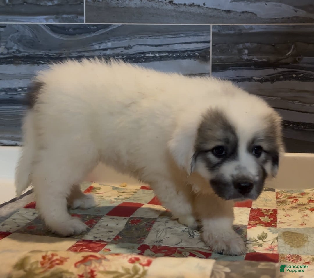 Great Pyrenees dogs for sale: Pink - Image 6