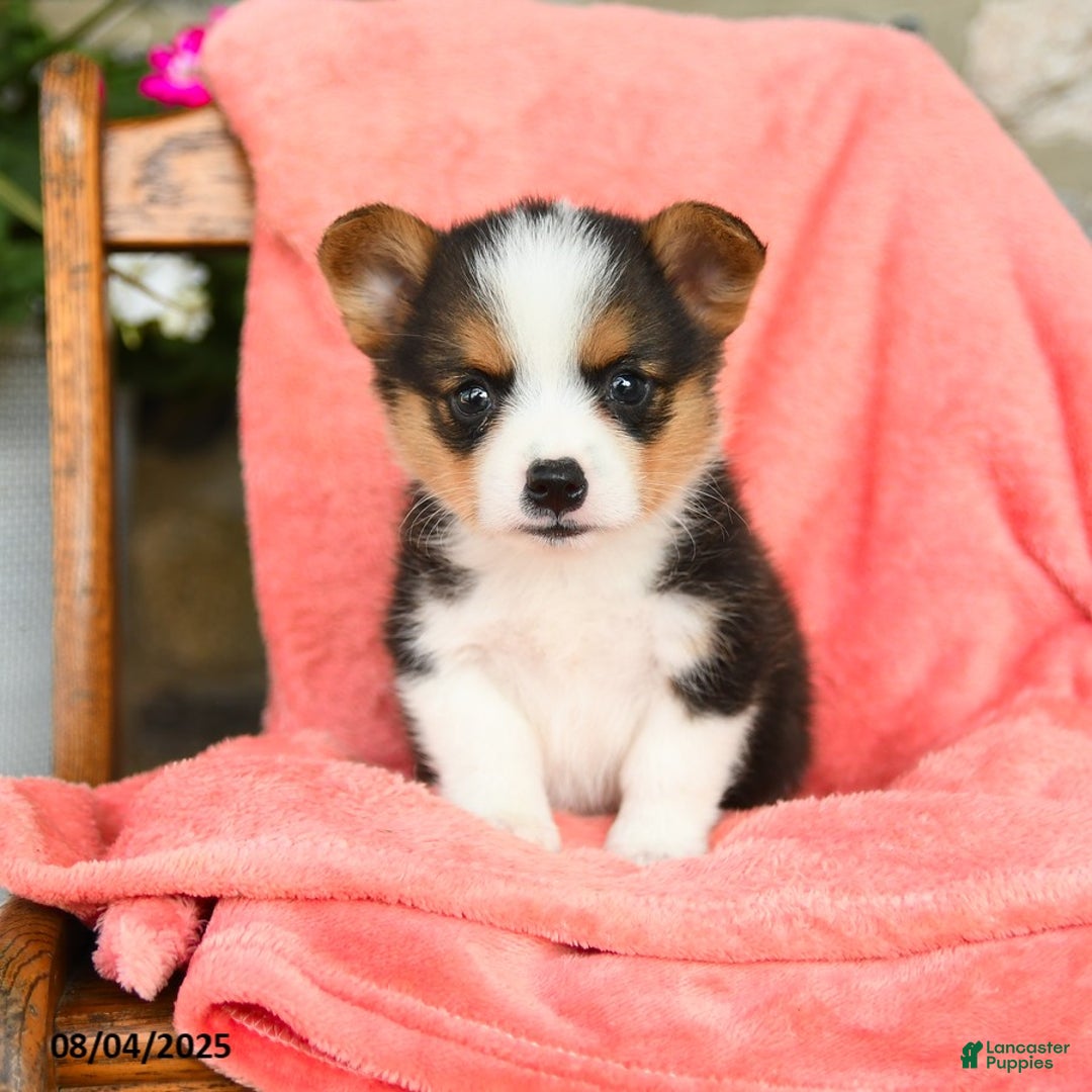 Welsh Corgi Pembroke dogs for sale: Valley Akc - Image 5