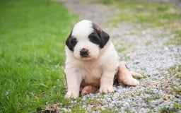 Saint Bernard dogs for sale: Madison - Image 13