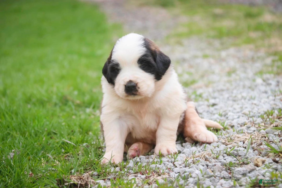 Saint Bernard dogs for sale: Madison - Image 13