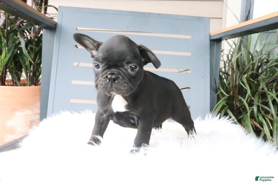 Frenchton dogs for sale: Ollie - Image 4
