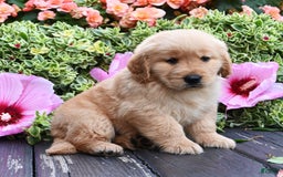 Golden Retriever dogs for sale: Wanderer - Image 2