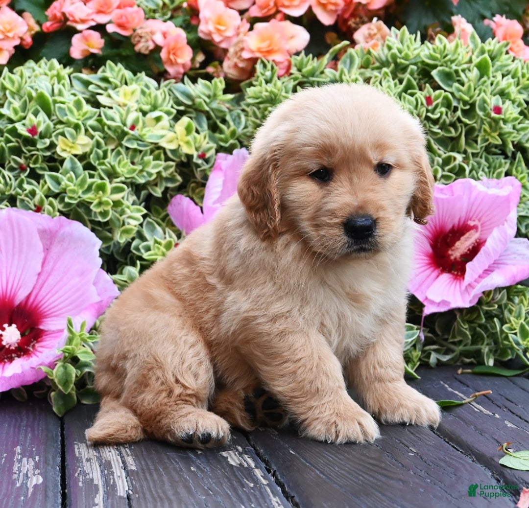 Golden Retriever dogs for sale: Wanderer - Image 2