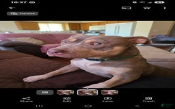 American Bully dogs for sale: Caseoh - Image 6
