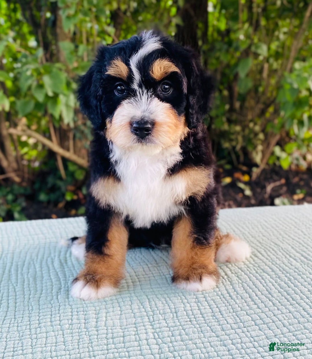 Bernedoodle dogs for sale: Albert - Image 1