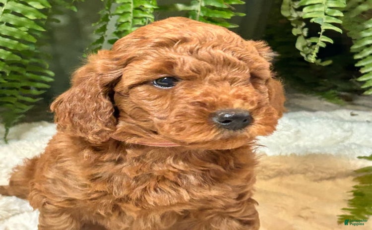 Mini Goldendoodle dogs for sale - Ad 1