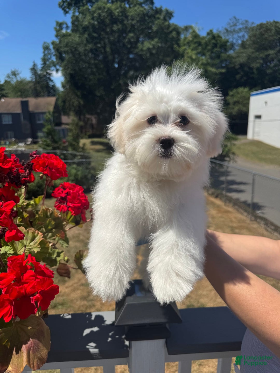 Malshi dogs for sale: Kyrie - Image 5