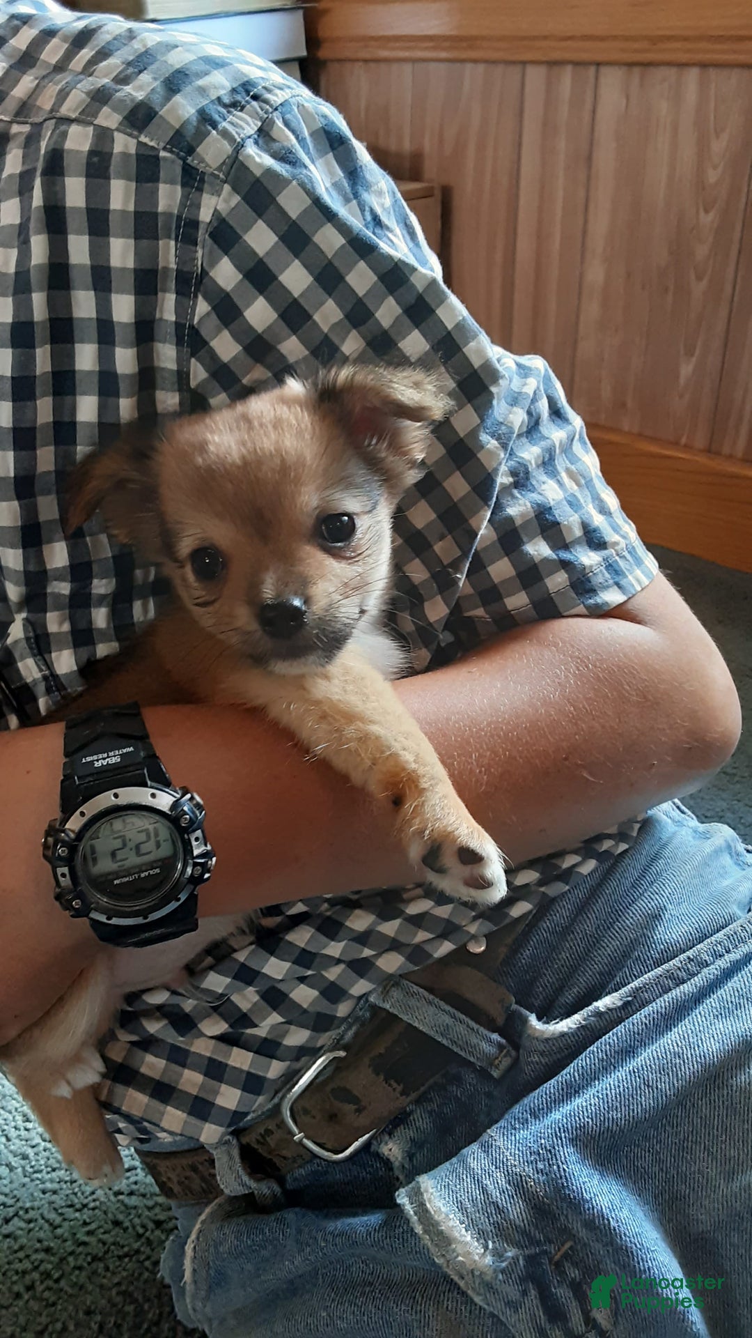 Chihuahua dogs for sale: Rosco - Image 2