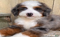 Mini Bernedoodle dogs for sale: 💙 In Boston Massachusetts 💙 One Blue Eye 💙 Mini Bernedoodle 💙 - Image 2