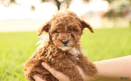 Toy Poodle dogs for sale: Reese - Image 3