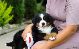 Bernese Mountain Dog dogs for sale: Anson - Image 3