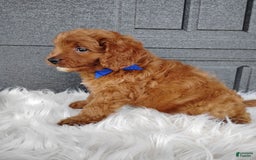 Cavapoo dogs for sale: Cavapoo 4 puppies - Image 4