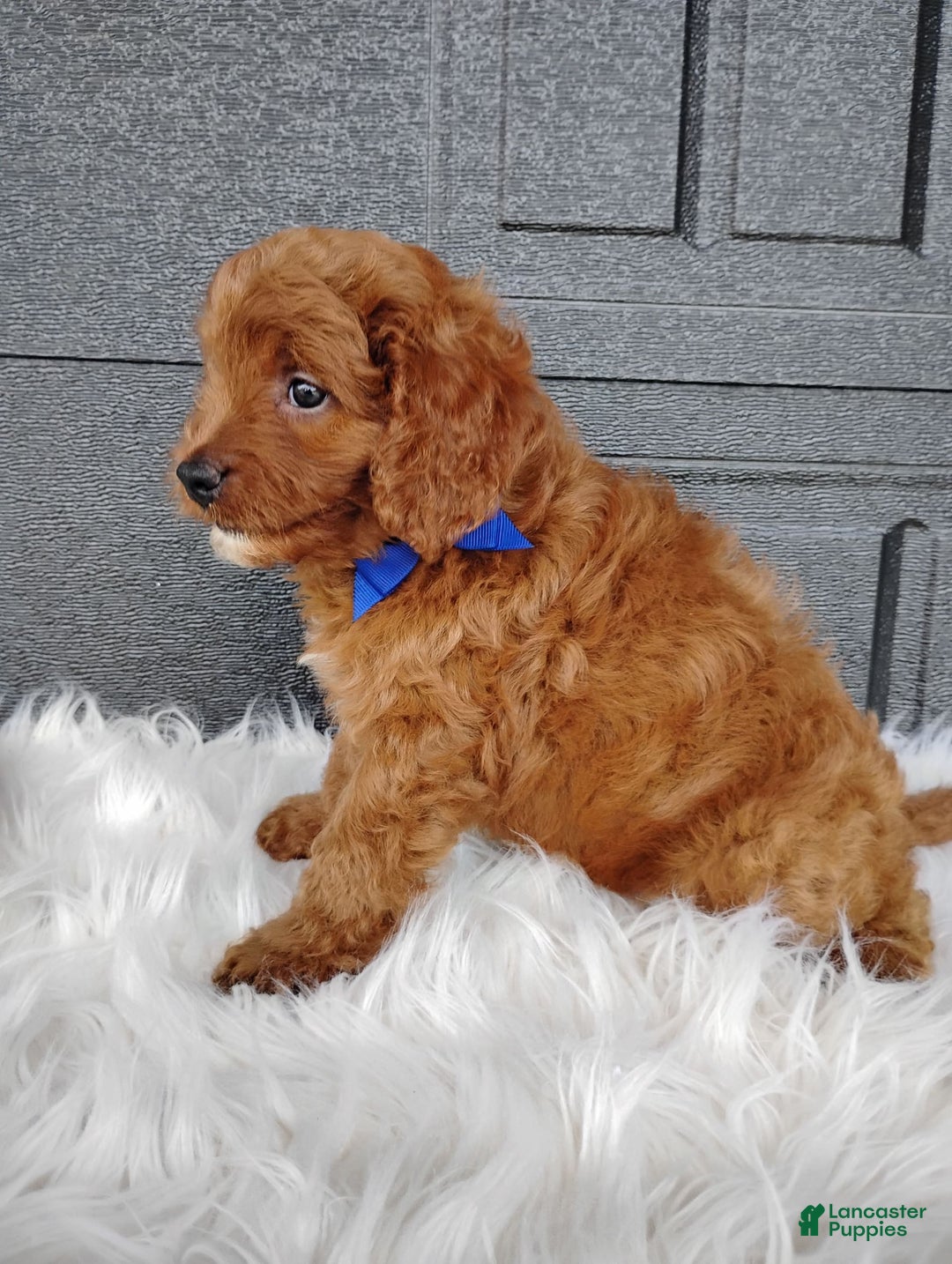 Cavapoo dogs for sale: Cavapoo 4 puppies - Image 4
