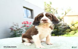 English Springer Spaniel dogs for sale: Bubbles - Image 3