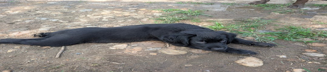Puppy 1