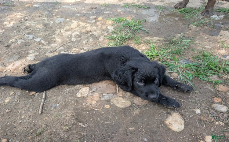 Labrador Retriever dogs for sale - Ad 1