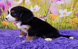 Miniature Bernese Mountain Dog dogs for sale: Abby - Image 2