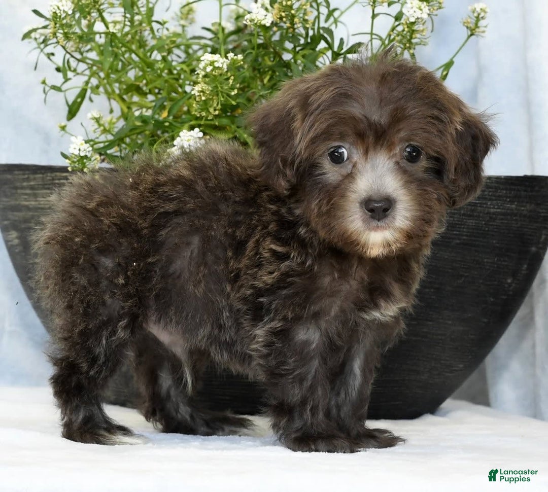 Havapoo dogs for sale: Mayor - Image 5