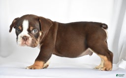 Beabull dogs for sale: Winston - Image 1