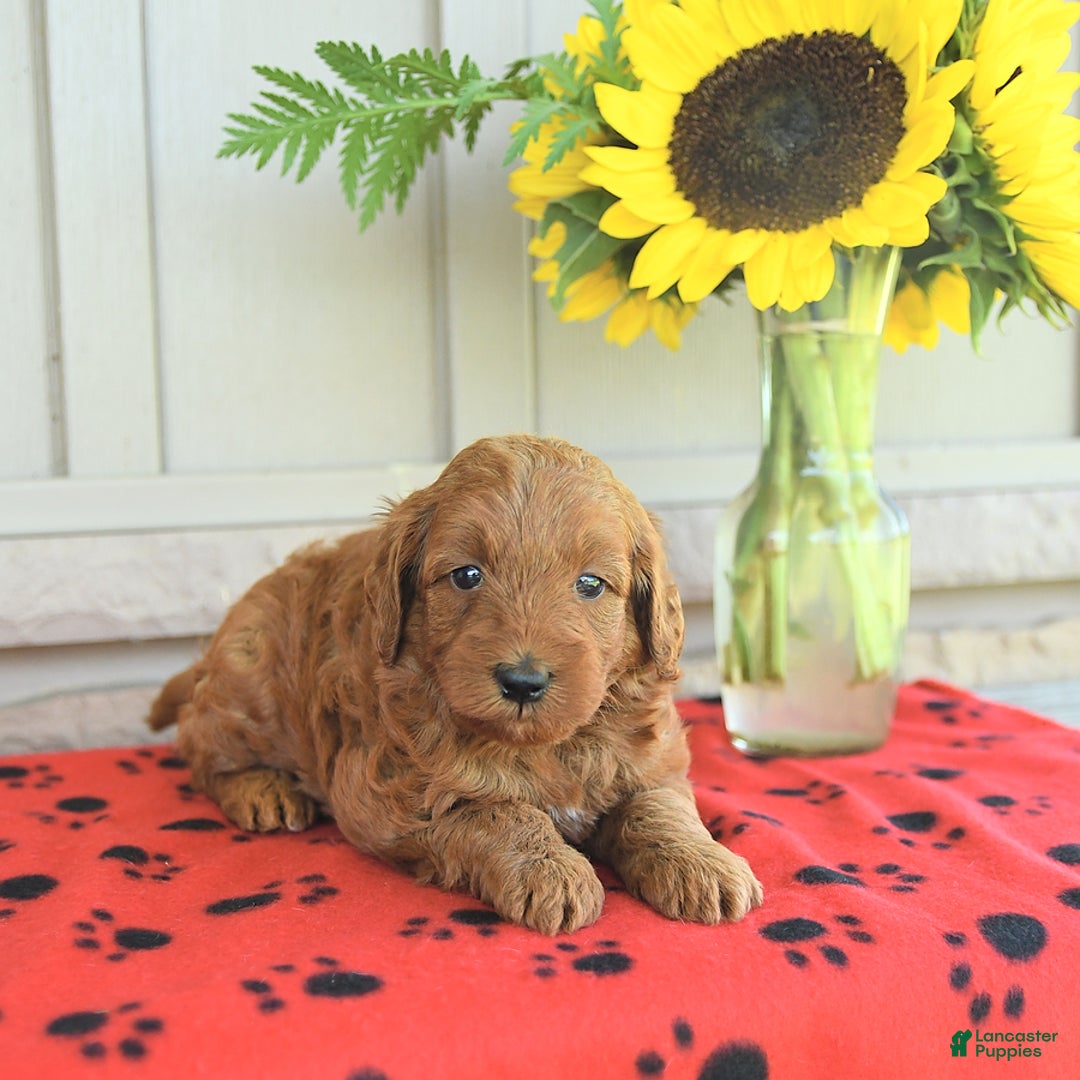 Mini Goldendoodle dogs for sale: Unity - Image 3