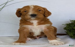 Goldendoodle dogs for sale: Mikey - Image 32