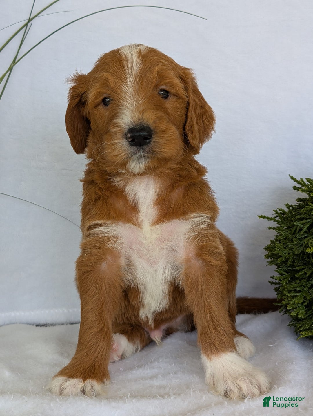 Goldendoodle dogs for sale: Mikey - Image 32