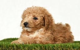Mini Goldendoodle dogs for sale: Dolly - Image 5
