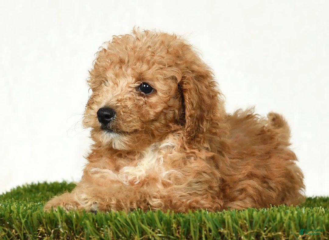 Mini Goldendoodle dogs for sale: Dolly - Image 5