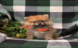 Pomeranian dogs for sale: Pomeranian 5 puppies - Image 2