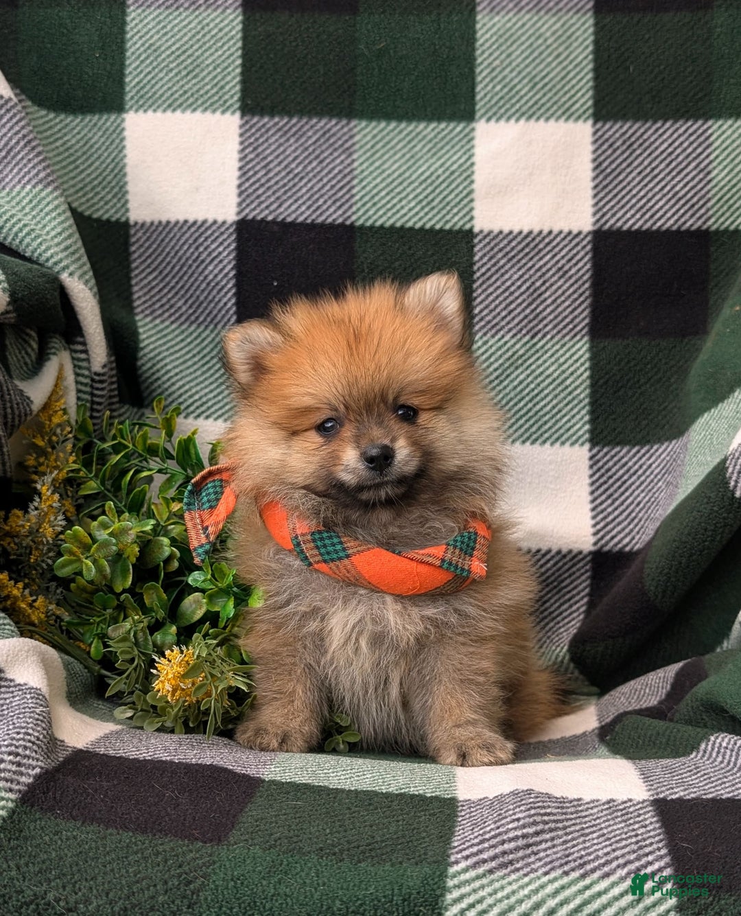 Pomeranian dogs for sale: Pomeranian 5 puppies - Image 2