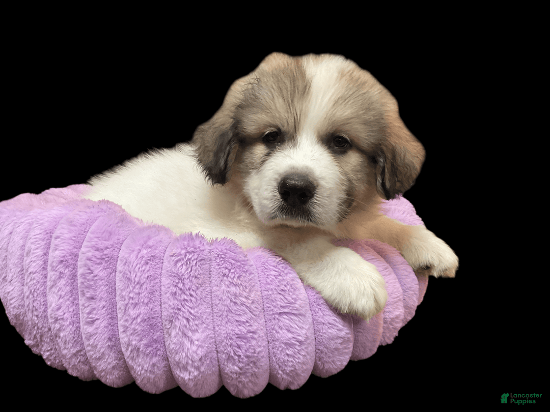 Great Pyrenees dogs for sale: Toby - Image 1