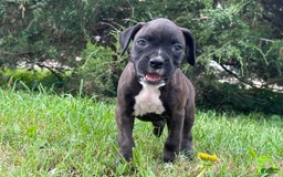 Boxer dogs for sale: Jalissa - Image 3