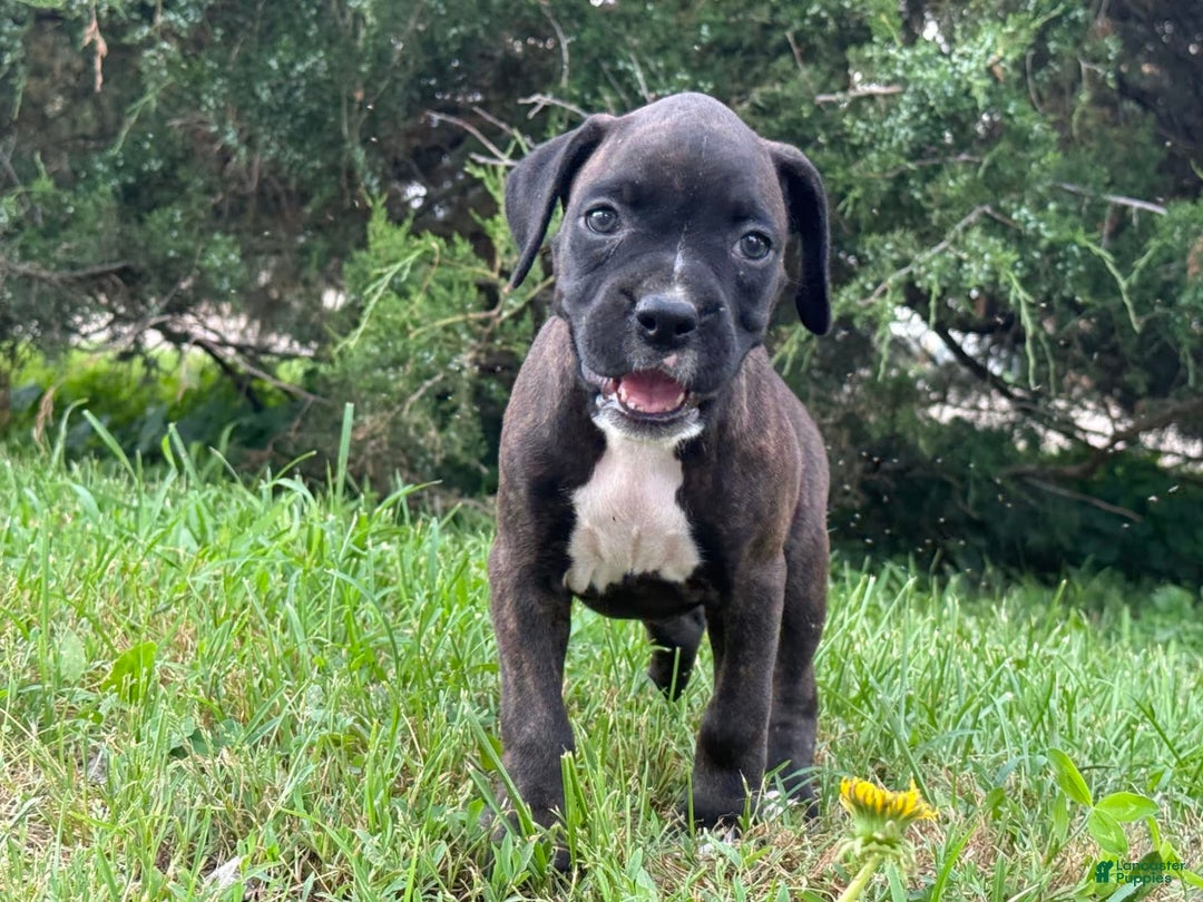 Boxer dogs for sale: Jalissa - Image 3