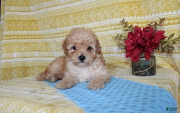 Mini Goldendoodle dogs for sale: Lewis - Image 5