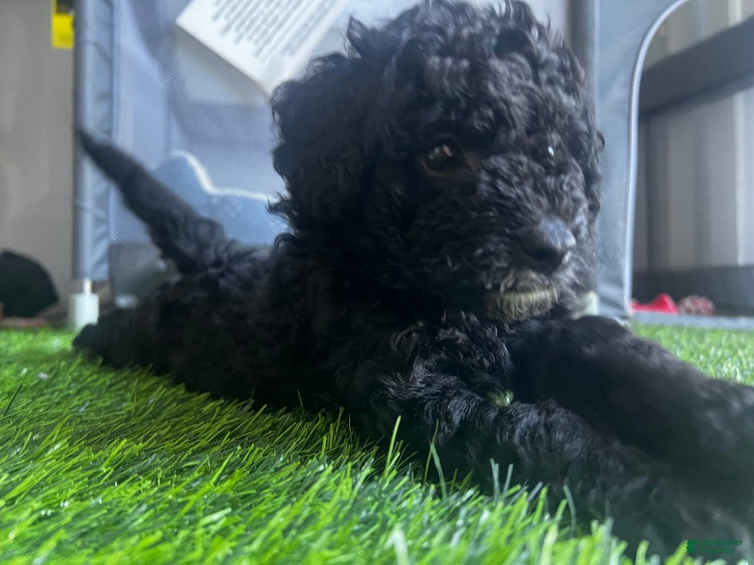 Aussiedoodle dogs for sale: Max - Image 2