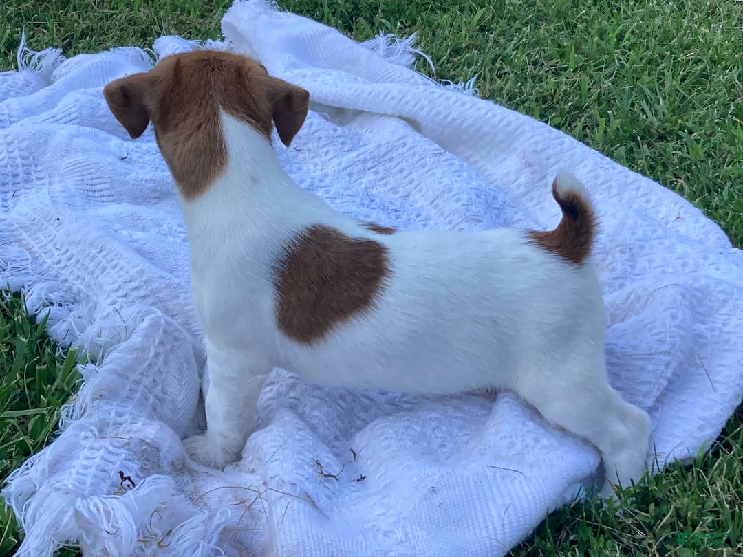 Jack Russell Terrier dogs for sale: Jed - Image 4